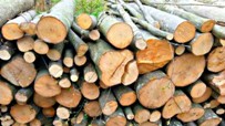 Anunț de licitație pentru vânzare lemne - a 2-a licitație
